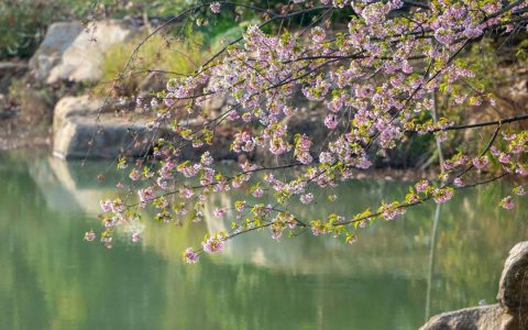 理想华莱｜百花春日，喝杯黑茶奖励自己，有健康，有福气