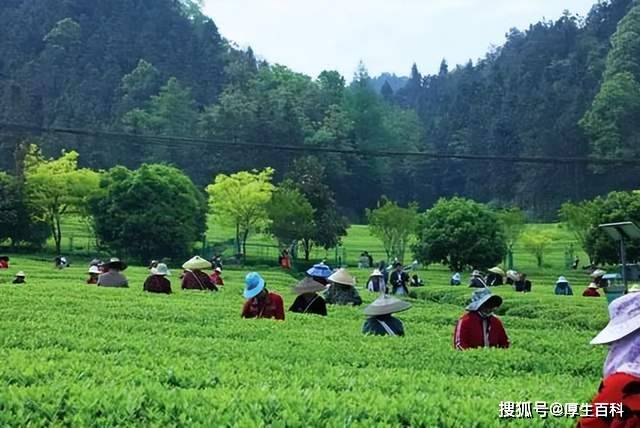 因地制宜 安化全域赋能黑茶产业 理想华莱超前“全产业链”战略布局发展