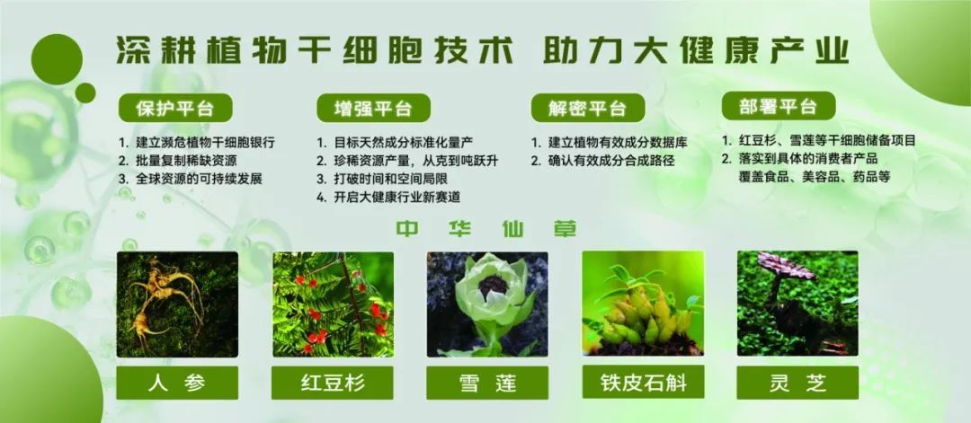 安然植物干细胞科技谷耀世绽放