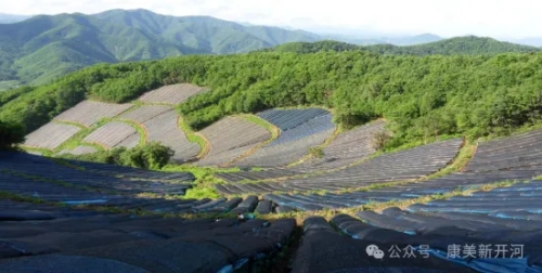 康美新开河获评“中药材产业现代化示范基地”