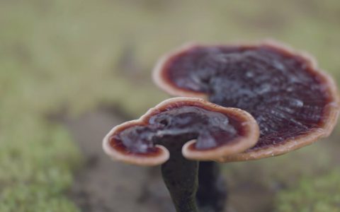 安惠中华灵芝文化节丨芝韵悠扬，瑜伽曼舞