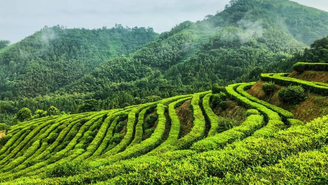 理想华莱丨安化黑茶荣登央视各大频道，品牌打造助力乡村振兴