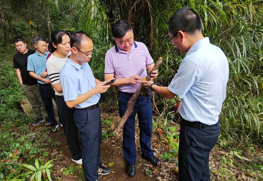 安惠董事长陈惠在福建省武平县调研灵芝产业发展