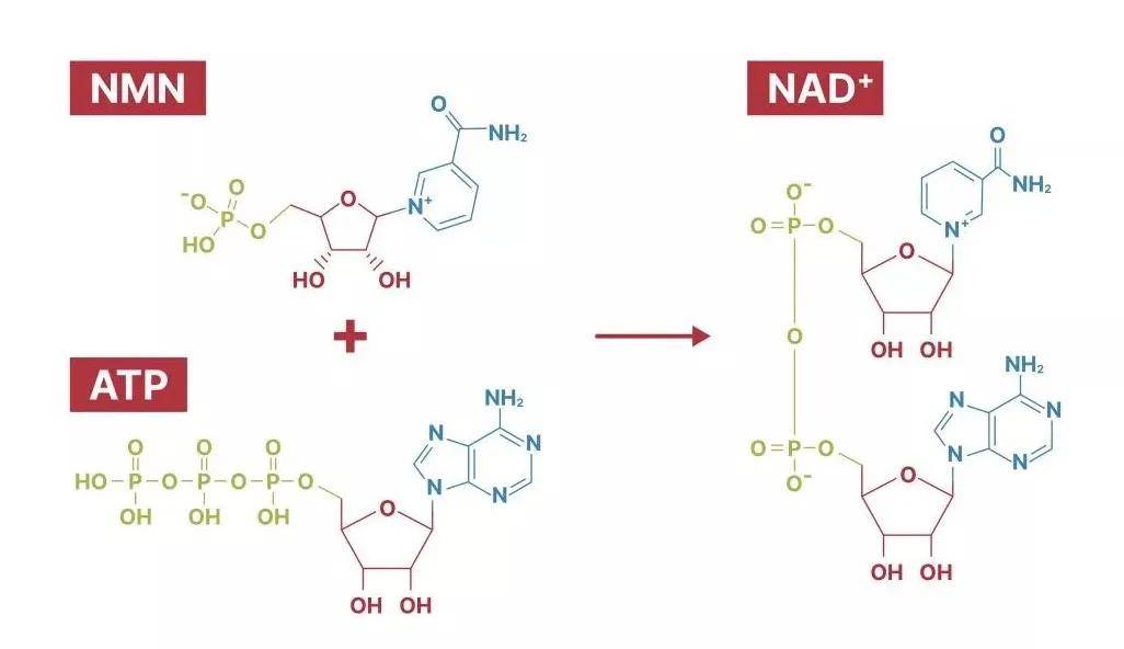 抗衰成分大洗牌，谁将成为“下一个NMN”？