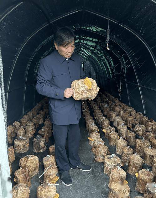 康美来余董在大别山灵芝桑黄药材基地：办公在田间