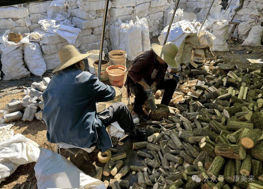 康美来余董在大别山灵芝桑黄药材基地：办公在田间