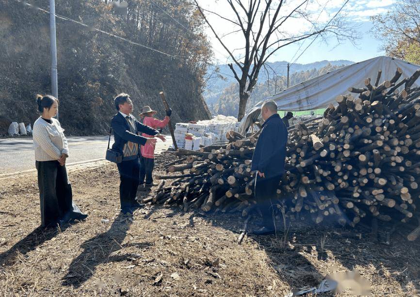 康美来余董在大别山灵芝桑黄药材基地：办公在田间