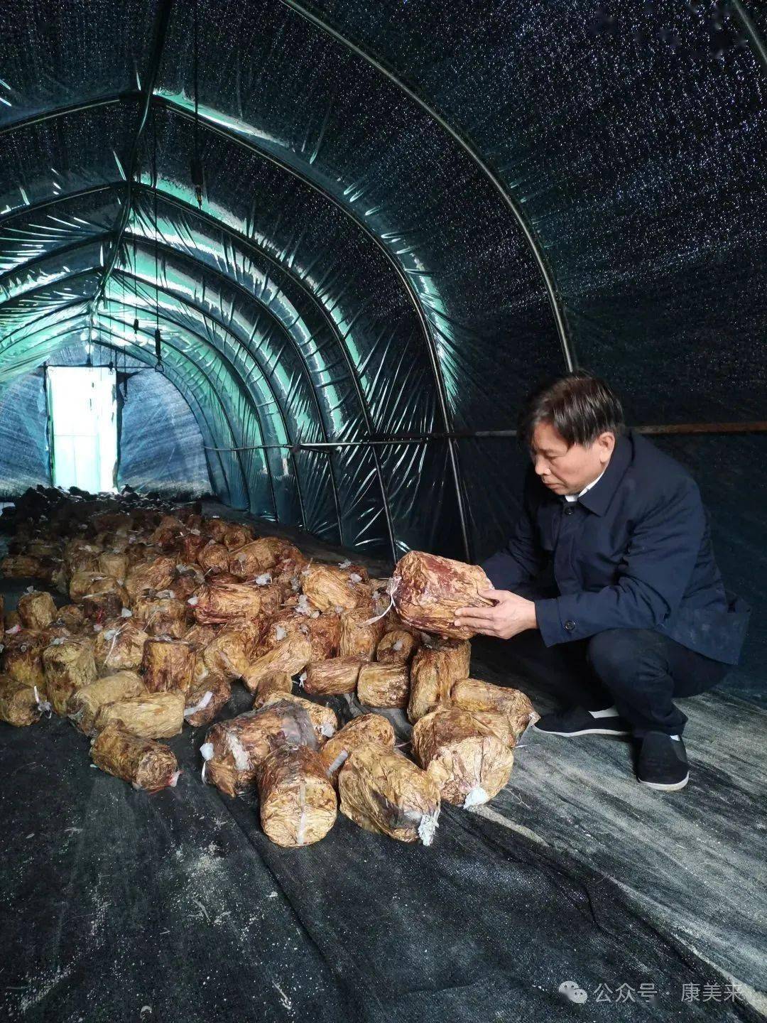 康美来余董在大别山灵芝桑黄药材基地：办公在田间