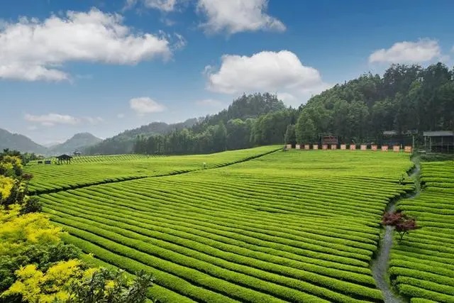 理想华莱“和颂”茶上市 打造茶文化交融样本