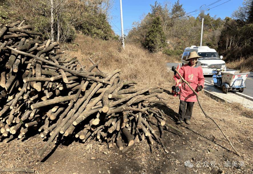 康美来余董在大别山灵芝桑黄药材基地：办公在田间