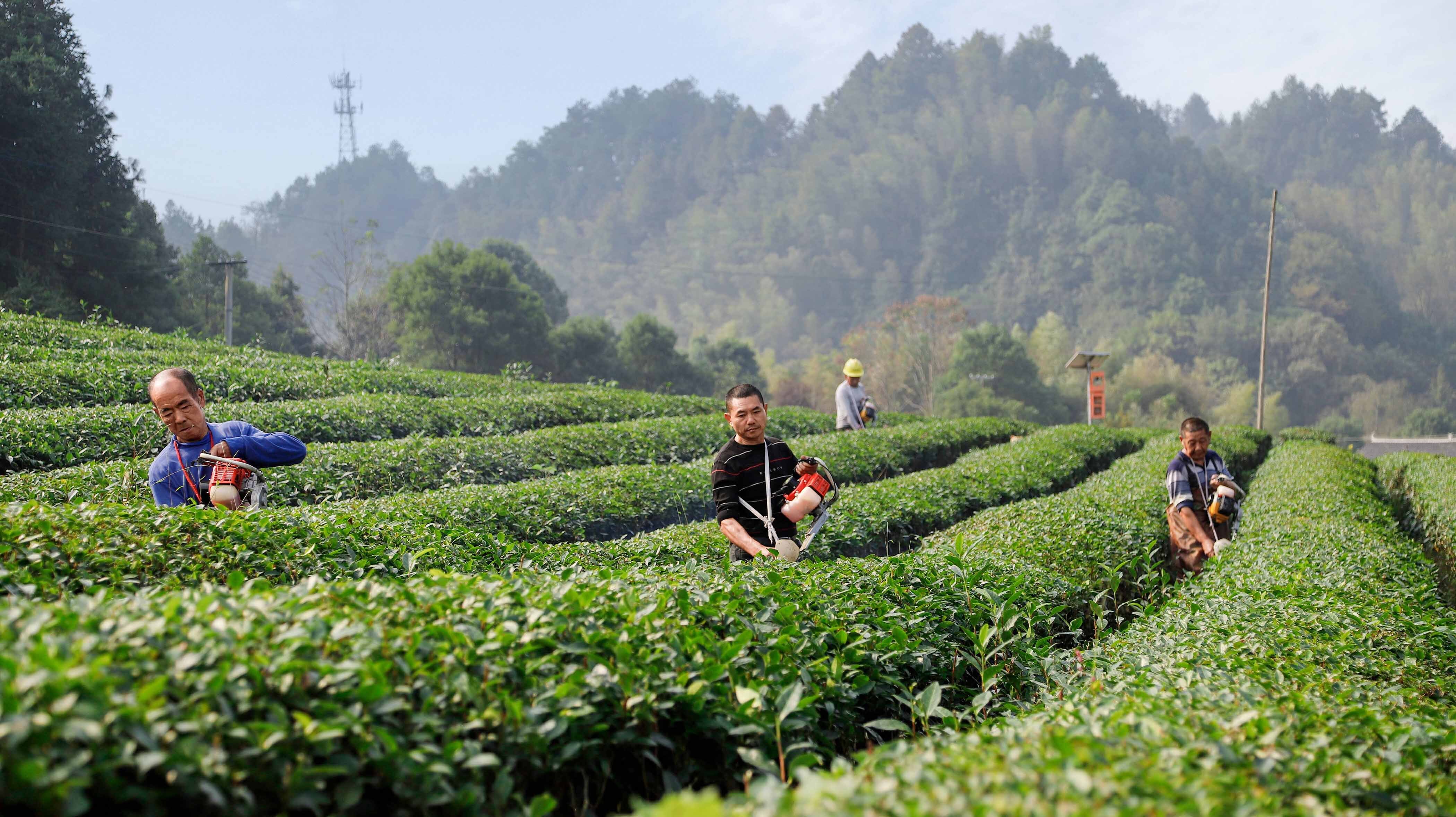 筑牢丰收根基 理想华莱茶园冬培忙