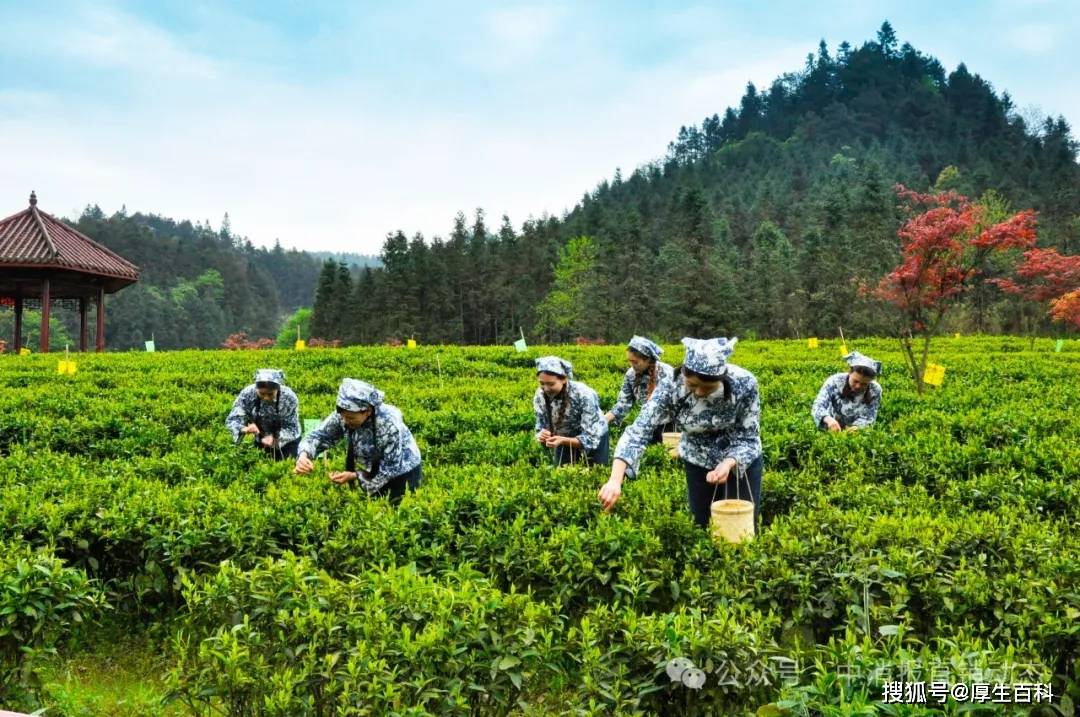 理想华莱：推动产业新突破，打造消保新范式