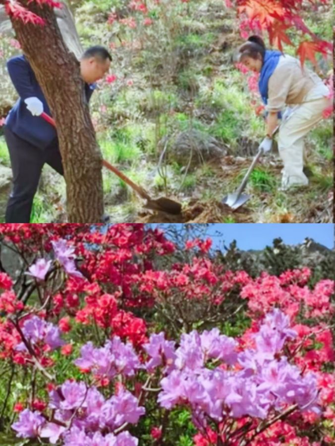 长青中国展开植树造林活动 为大珠山再添新绿